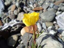 Image of Oenothera magellanica Phil.