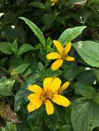 صورة Bidens rubifolia Kunth