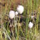 Eriophorum brachyantherum Trautv. & C. A. Mey. resmi