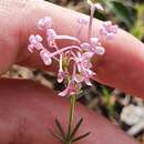 Image of Asperula hirsuta Desf.