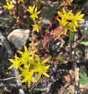 Слика од Sedum stenopetalum subsp. stenopetalum