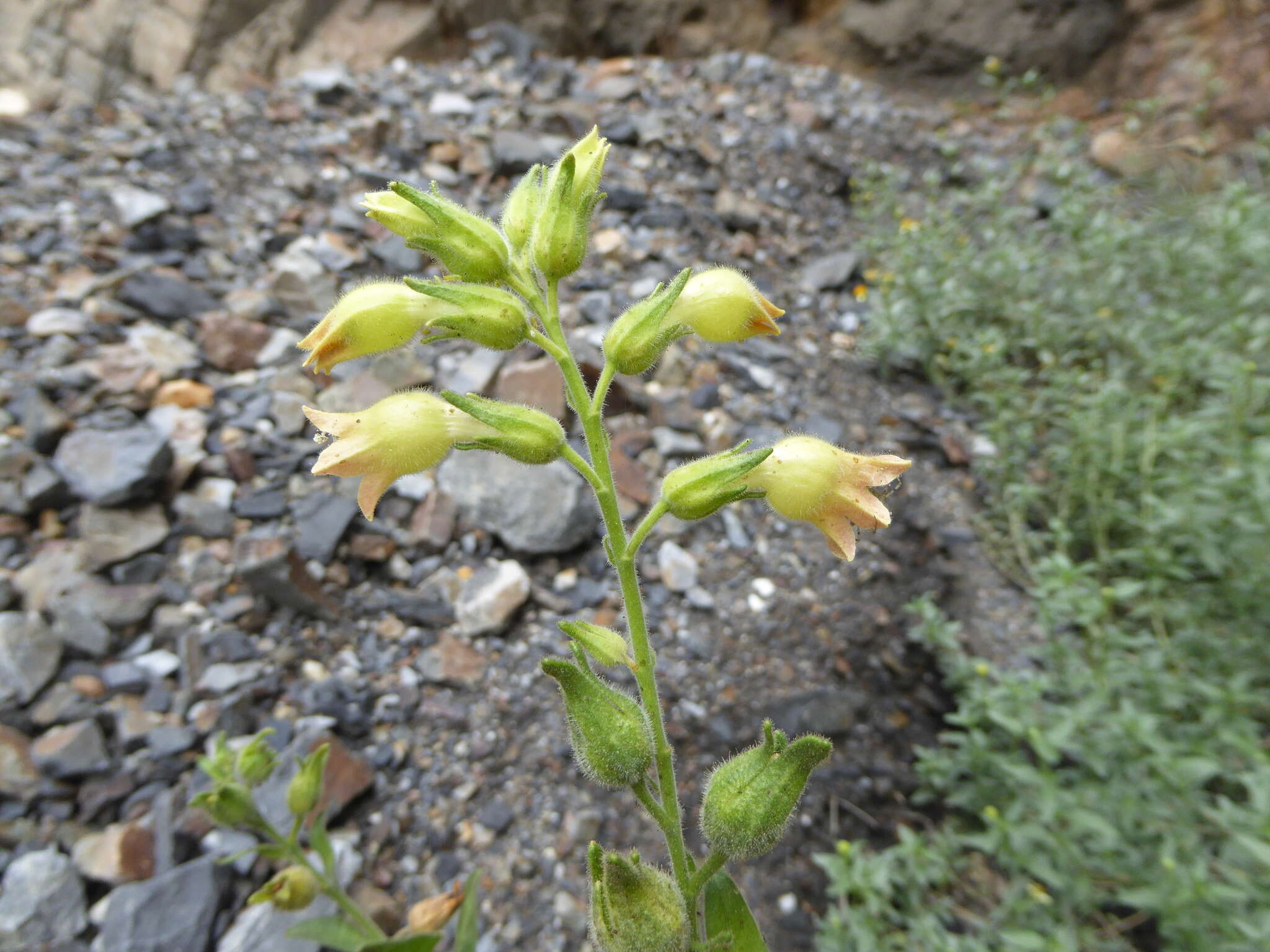 Imagem de Nicotiana glutinosa L.