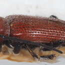 Image of Glenea (Moraegamus) flavicapilla (Chevrolat 1858)