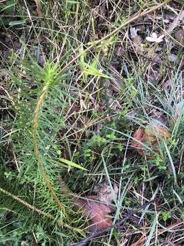 Image of Stylidium laricifolium Rich.