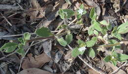 Image of tropical Mexican clover