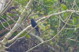 Image of White-lined Tanager