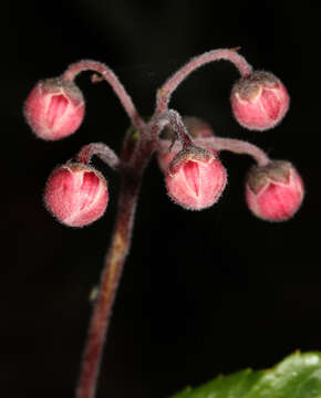 Image of pipsissewa