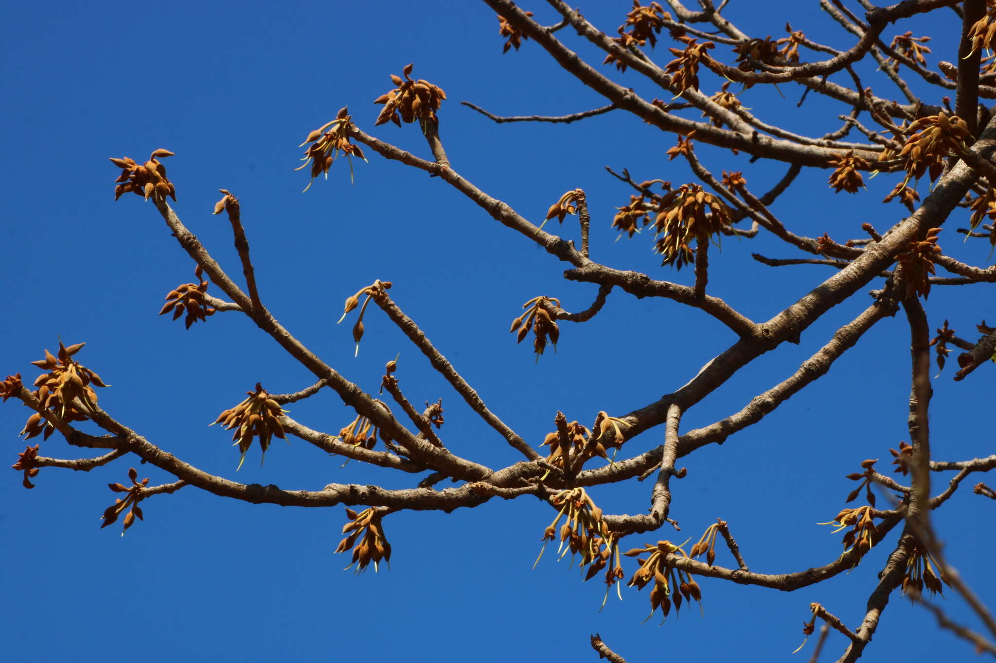 Image of moa tree