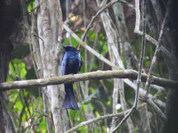 صورة Dicrurus atripennis Swainson 1837