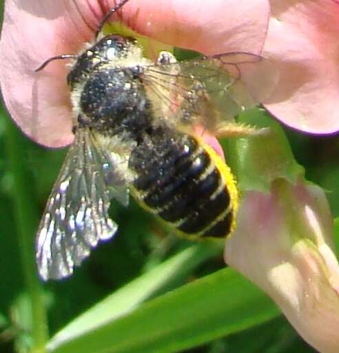 Megachile inermis Provancher 1888 resmi