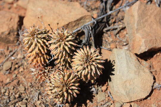 Image of Euphorbia hypogaea Marloth