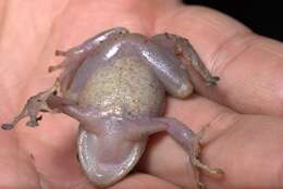 Image of Burrowes robber frog