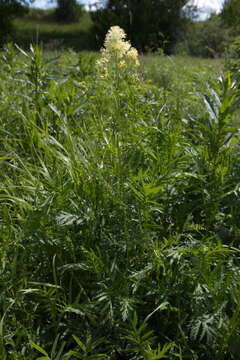 Image of Thalictrum lucidum L.