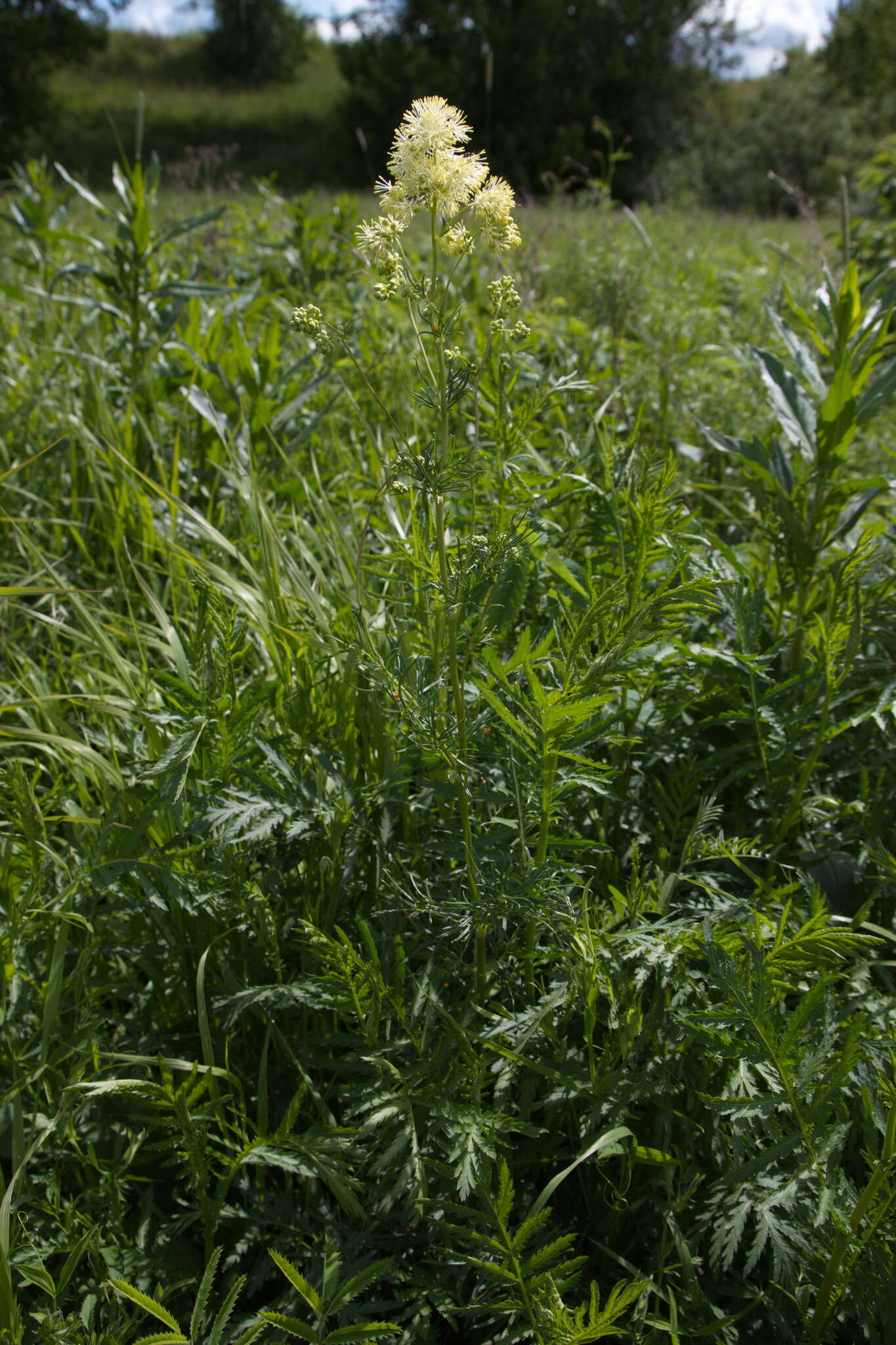 Image of Thalictrum lucidum L.