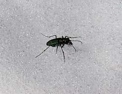 Image of Cowpath tiger beetle