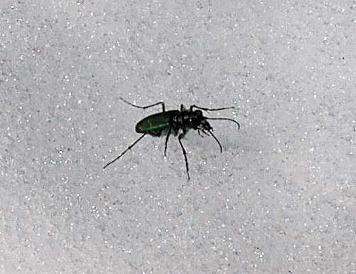 Image of Cowpath tiger beetle