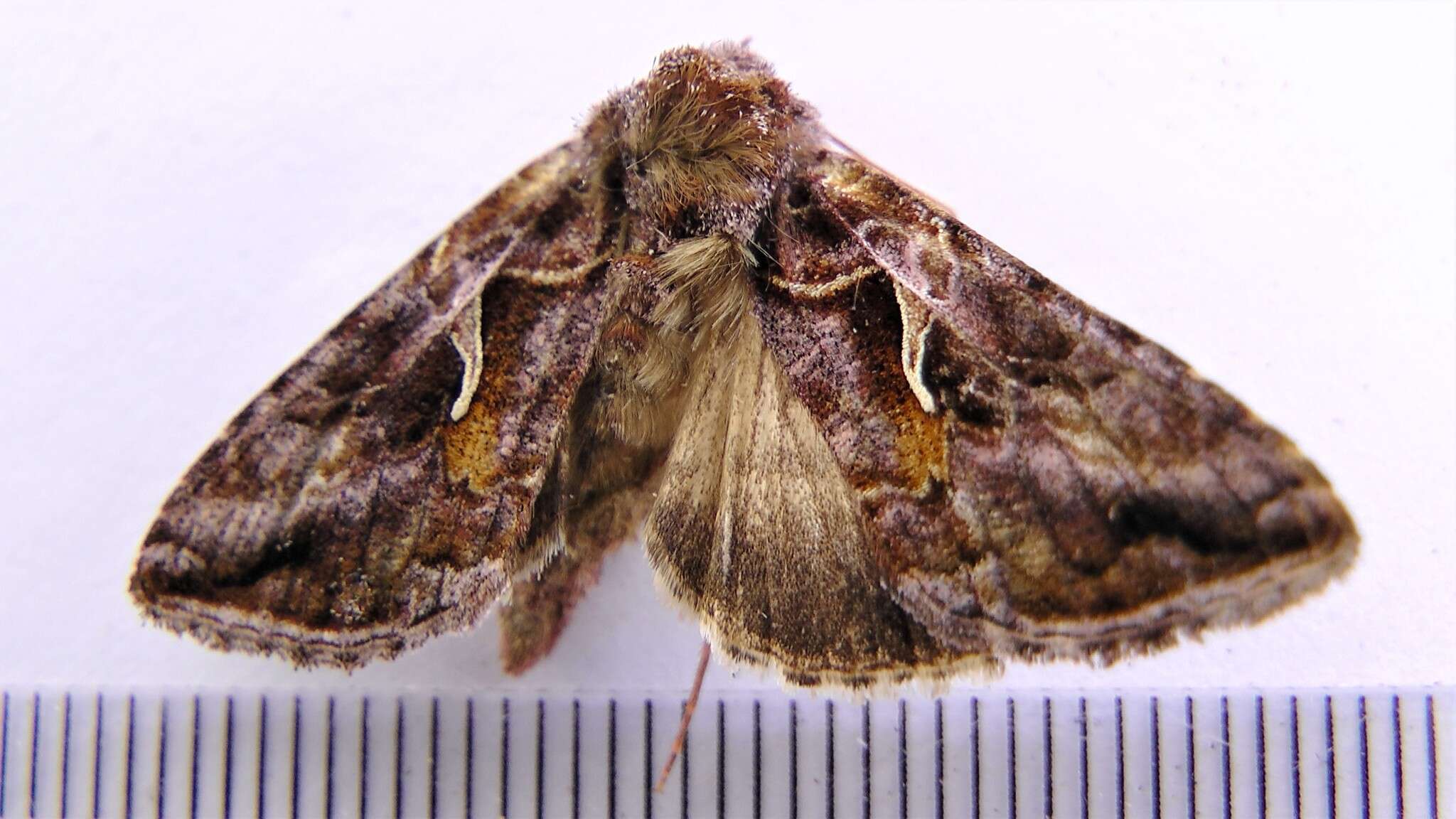 Image de Autographa rubidus Ottolengui 1902