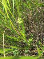 Image of Western prairie fringed orchid