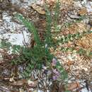 Image of Florida milkvetch