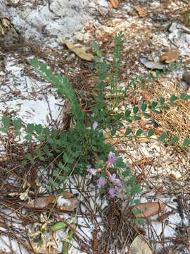 Image of Florida milkvetch