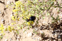 Image of Jared's pepperweed