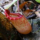 Image of Nepenthes sibuyanensis Nerz