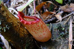 Image of Nepenthes sibuyanensis Nerz