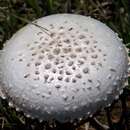 Image of Saproamanita prairiicola (Peck) Redhead, Vizzini, Drehmel & Contu 2016