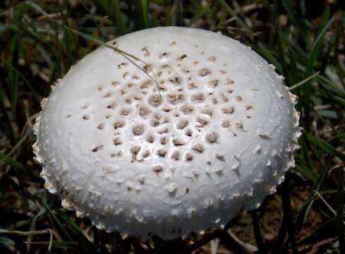 صورة Saproamanita prairiicola (Peck) Redhead, Vizzini, Drehmel & Contu 2016