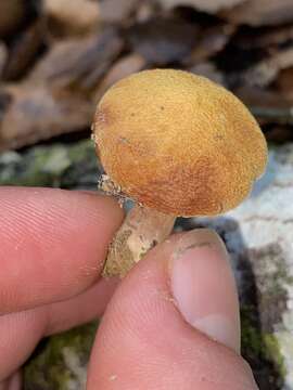 Image of Chalciporus aurantiacus (McNabb) Pegler & T. W. K. Young 1981