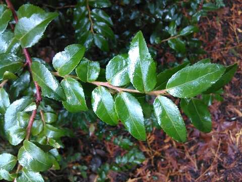 Image of evergreen huckleberry