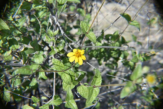 Image of Bahiopsis triangularis (M. E. Jones) E. E. Schill. & Panero