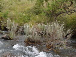 Image of Buddleja virgata L. fil.