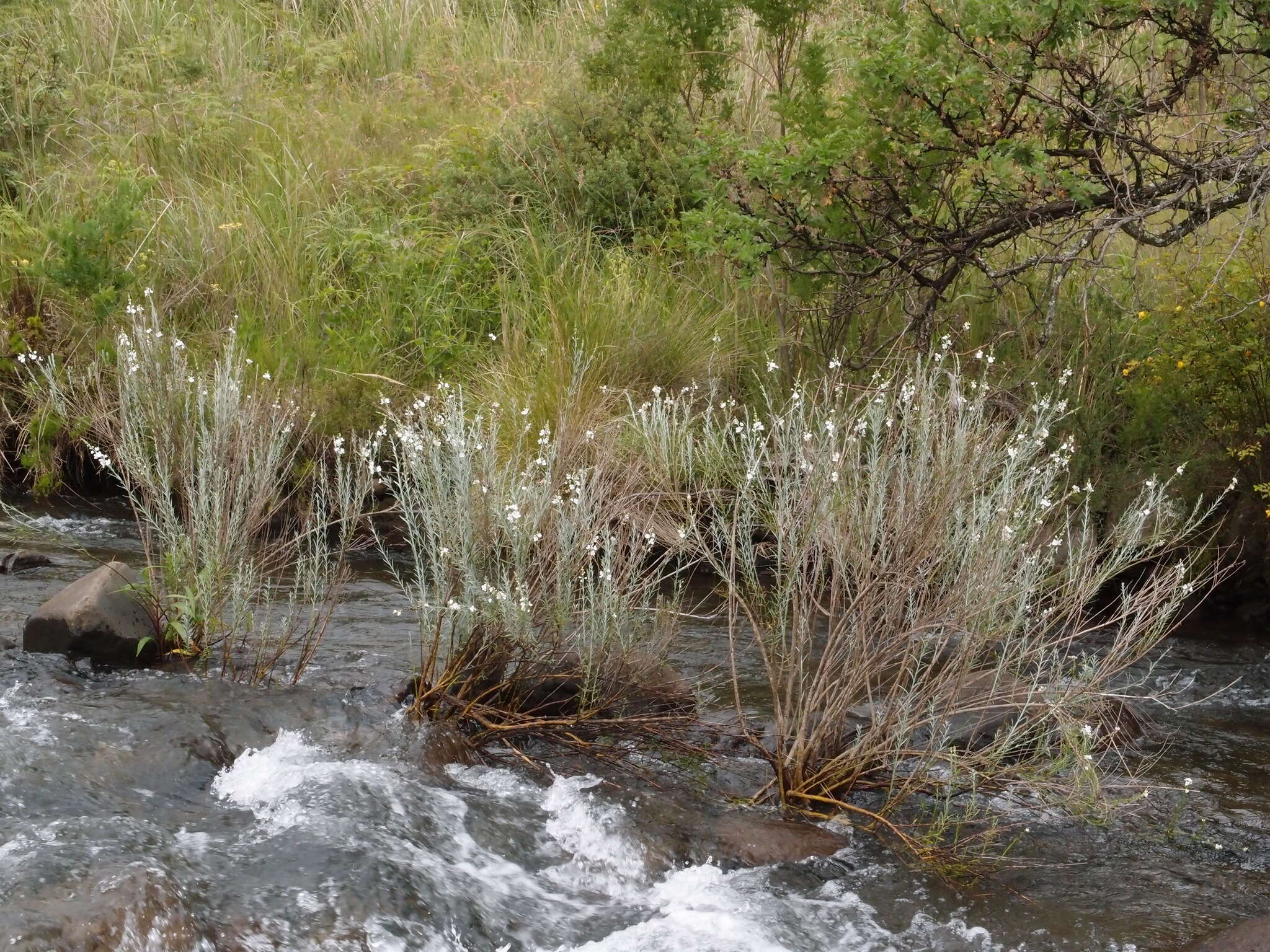 Image of Buddleja virgata L. fil.