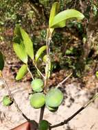 Garcinia calcicola (Jum. & H. Perrier) P. W. Sweeney & Z. S. Rogers resmi