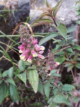 Imagem de Lindenbergia philippensis (Cham. & Schltdl.) Benth.