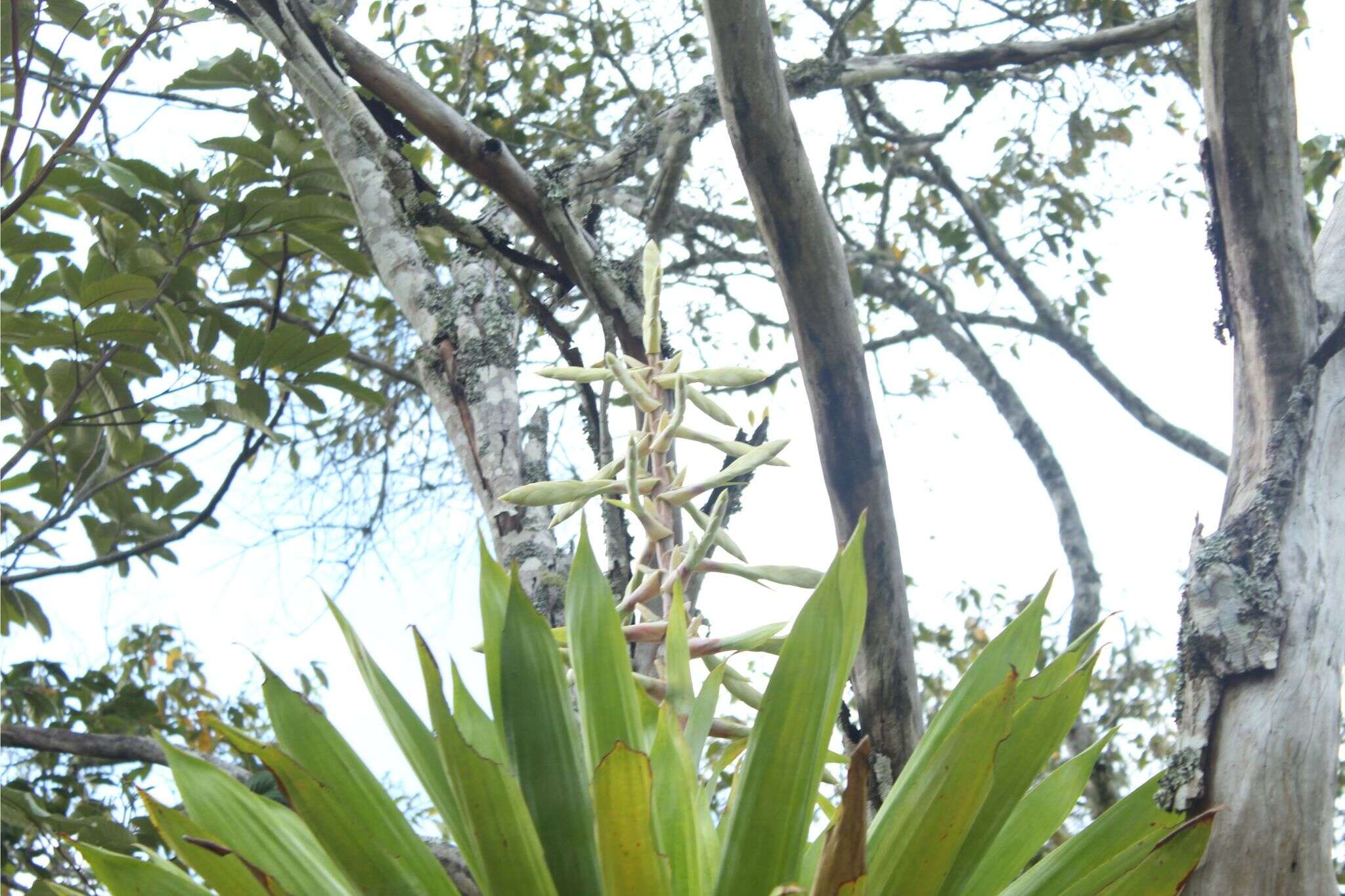 Image of Tillandsia fendleri Griseb.