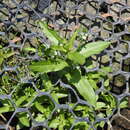 صورة Veronica undulata Wall.