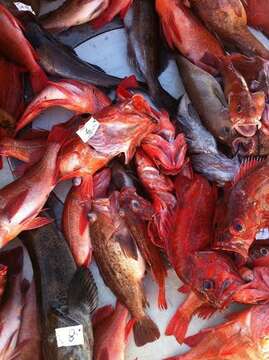 Image of Vermilion rockfish