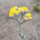 Image of Helichrysum moeserianum Thell.