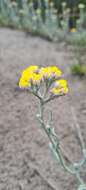 Image of Helichrysum moeserianum Thell.