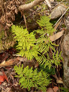 Image de Oeosporangium pulchellum (Bory ex Willd.) Fraser-Jenk. & Pariyar