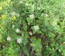 Imagem de Clematis integrifolia L.