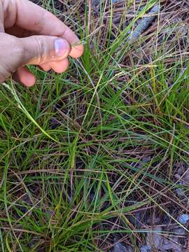 Imagem de Carex mendocinensis Olney ex Boott