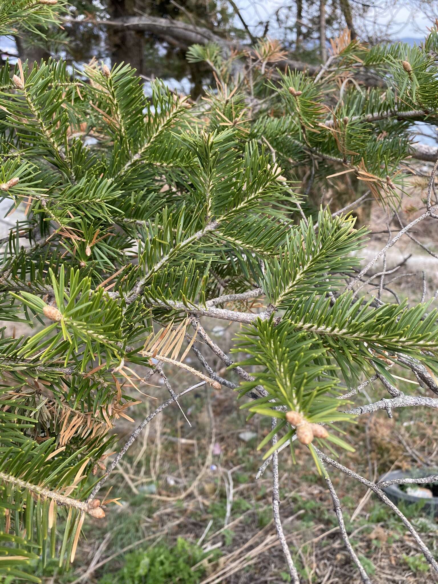 Image of Manchurian Fir