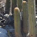 Image of Haageocereus acranthus (Vaupel) Backeb.