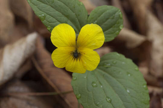 Image of Viola orientalis (Maxim.) W. Beck.