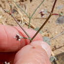 Image of roundleaf buckwheat