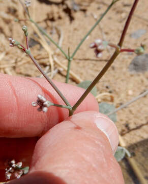 Image of roundleaf buckwheat