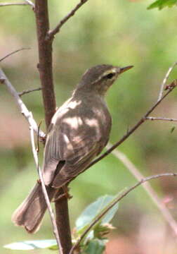 Image of Phylloscopus trochilus acredula (Linnaeus 1758)